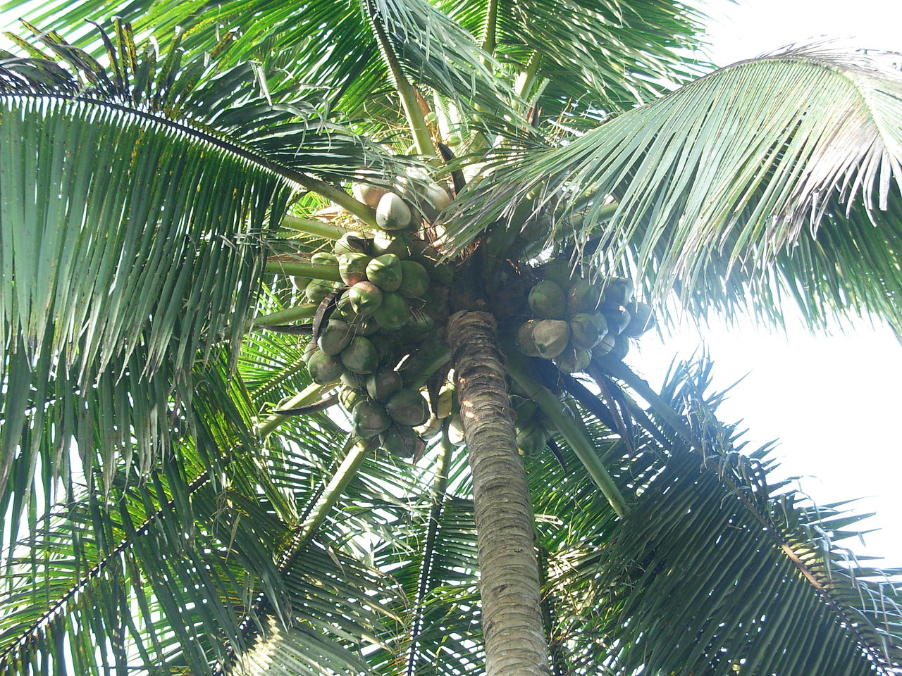 kera Tec തെങ്ങ് കയറ്റക്കാർ